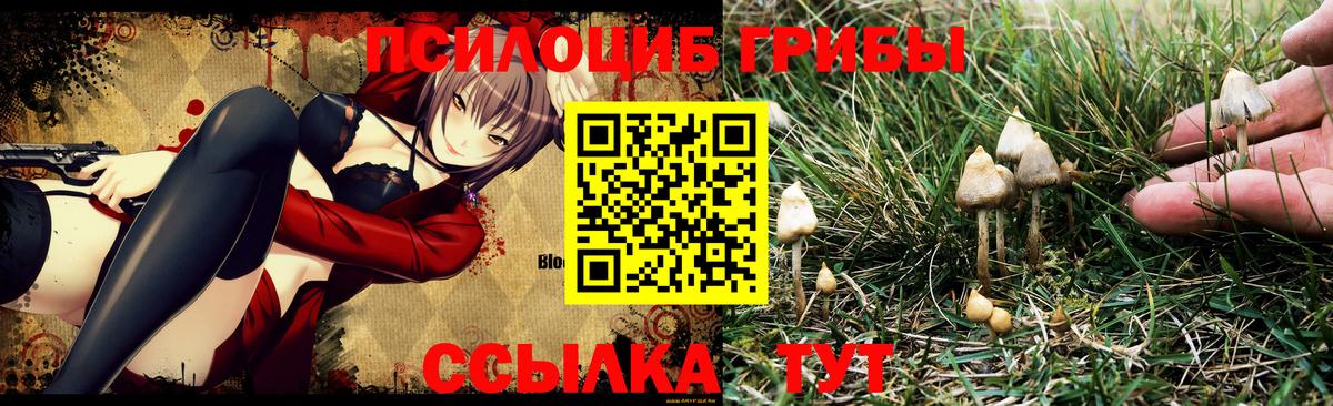Псилоцибиновые грибы Psilocybine cubensis Юрга